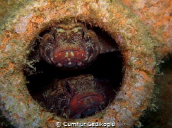 Gobius cruentatus
Keep an eye on my amphora by Cumhur Gedikoglu 